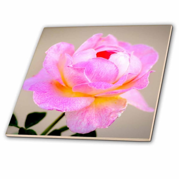3dRose, Pink rose flower against the beige background. Beauty in the garden, 12 Inch Ceramic Tile