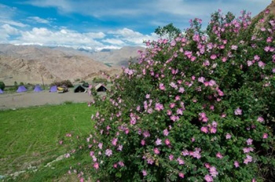 Pink roses at campsite near the Hemis Monastery Ladakh India Canvas Art - Ellen Clark DanitaDelimont (24 x 36)