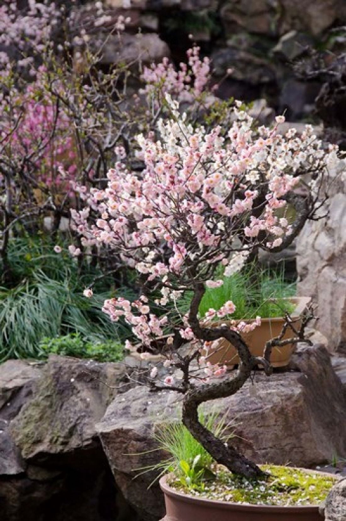 Pink spring blooms on tree Yu Yuan Gardens Shanghai China Canvas Art - Cindy Miller Hopkins DanitaDelimont (22 x 33)