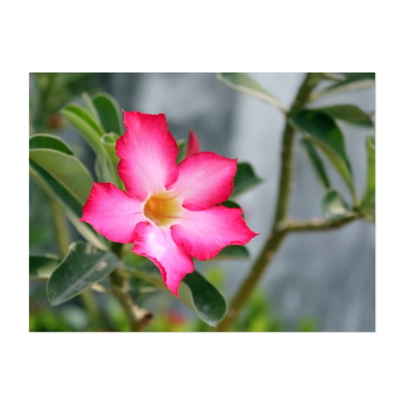 Pink tropical flower. - Thailand Photography Floral Flowers Botanical Garden Nature Tropical Scenic Unframed Wall Art Print 36 x 48 inches