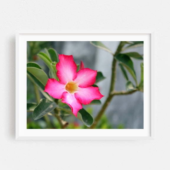 Pink tropical flower. - Thailand Photography Floral Flowers Botanical Garden Nature Tropical Scenic White Framed Wall Art Print 16 x 20 inches