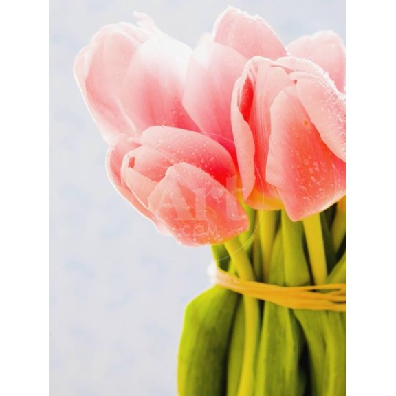 Pink tulips, Botanical Seasons Unframed Photographic Print Wall Art by Ada Summer Sold by ArtCom