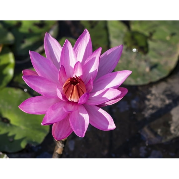Pink water lily in bloom; Tomohon North Sulawesi Indonesia Poster Print by Peter Langer 12589589