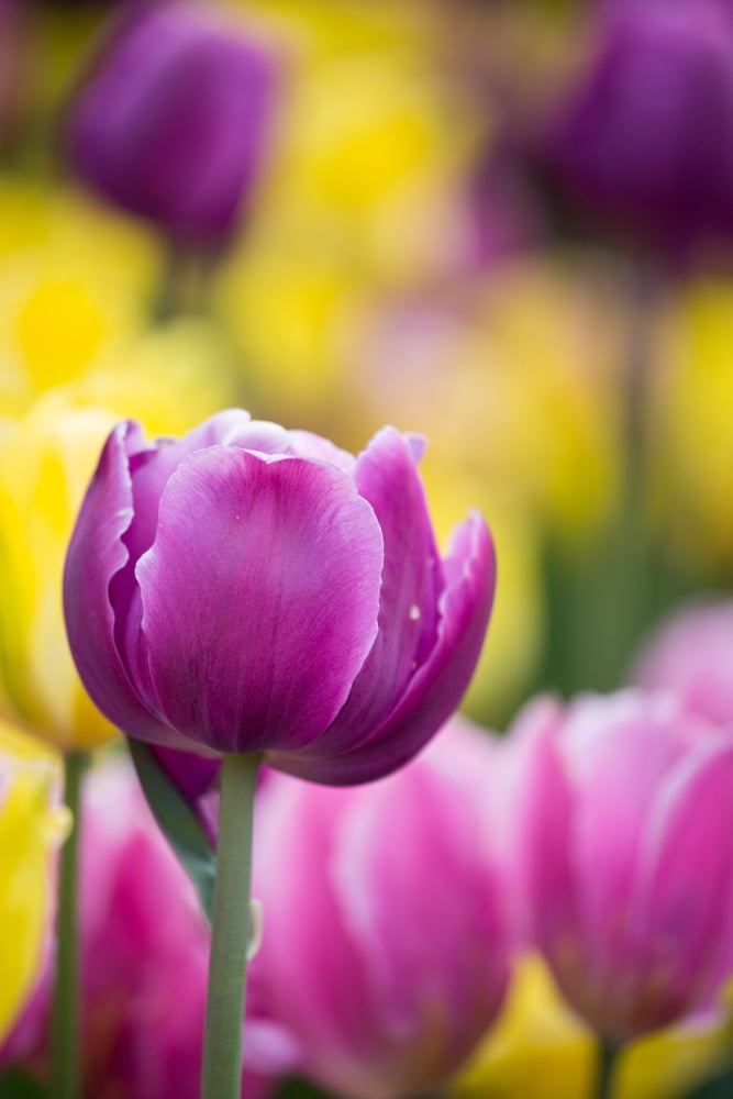 Pink yellow and purple Tulips blooming in a garden Chicago Botanic Garden Lake Cook Road Glencoe Illinois USA Canvas Art - Panoramic Images (24 x 36)