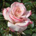 thumbnail image 1 of Pinkerbelle™ Rose, 1 of 3