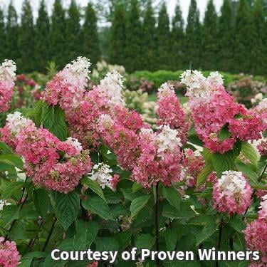 Pinky Winky Prime Panicle Hydrangea - 3 Gallon Shrub
