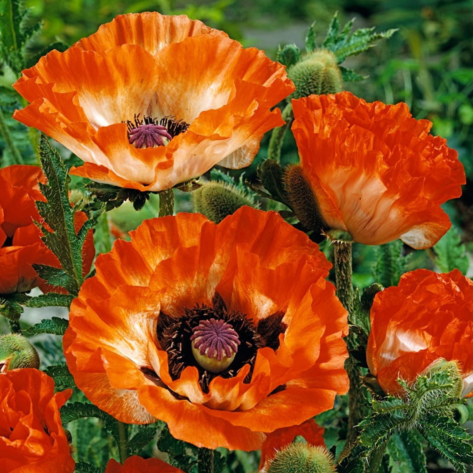 Pinnacle Oriental Poppy Root - Deer Resistant - Good as Cut Flowers ...