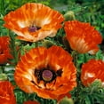 Pinnacle Oriental Poppy Root Deer Resistant Good as Cut Flowers