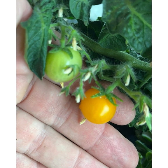 Pinnochio Orange Micro Dwarf Bonsai Tomato Premium Seed Packet