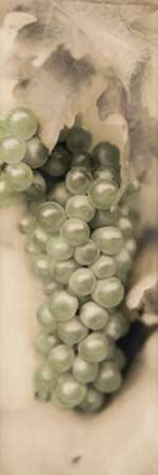 Pinot Blanc Canvas Art - Alan Blaustein (12 x 36)