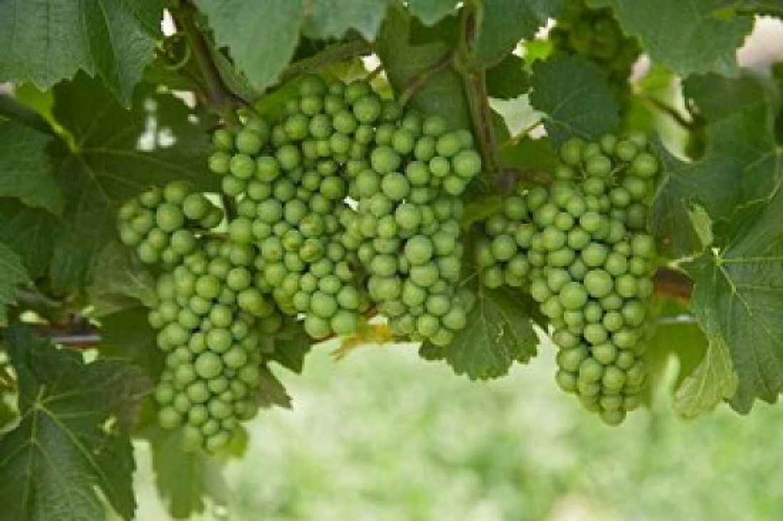 Pinot Noir Grapes Domain Road Vineyard Bannockburn Central Otago South Island New Zealand Canvas Art - David Wall DanitaDelimont (34 x 23)