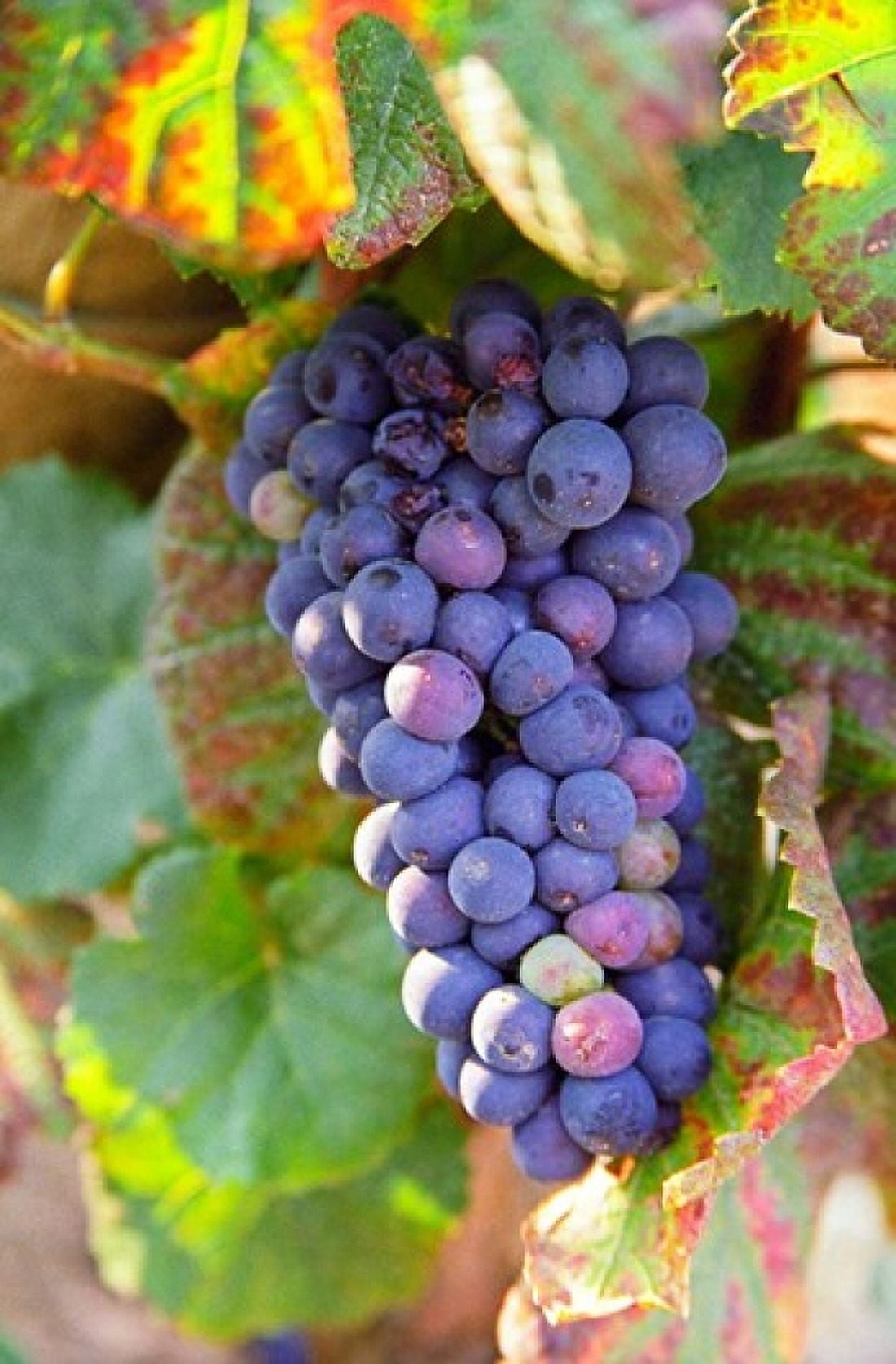 Pinot Noir vineyard Chambertin Canvas Art - Per Karlsson DanitaDelimont (19 x 28)
