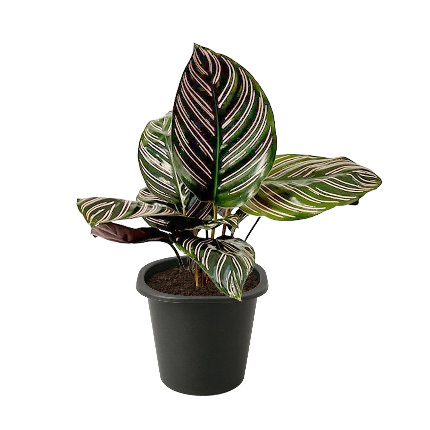 Pinstripe Calathea - 4 Live Starter Plants - Calathea Ornata - Beautiful Easy Care Vining Indoor Houseplant