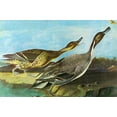thumbnail image 1 of Pintail- Canvas OR Print Wall Art, 1 of 1