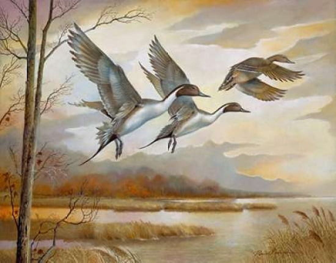 Pintails Canvas Art - Ruane Manning (22 x 28)