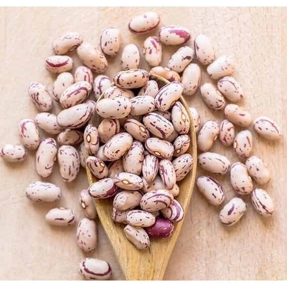 Pinto Bean Plant in 4"Pot, Speckled Bean Refried Beans Seedlings