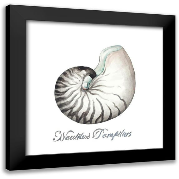 Pinto, Patricia 15x15 Black Modern Framed Museum Art Print Titled - Nautilus