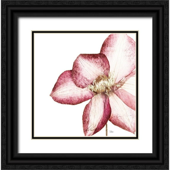 Pinto, Patricia 20x20 Black Ornate Wood Framed with Double Matting Museum Art Print Titled - Rouge Plum Flowers I