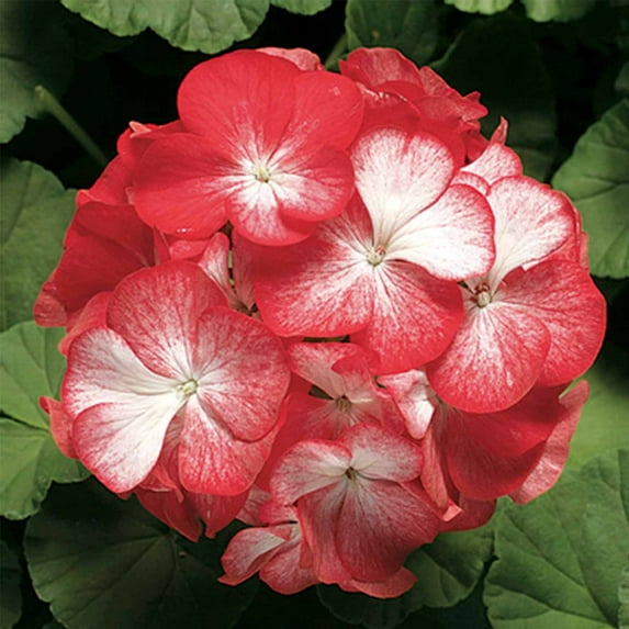 Pinto Premium F1 Series Geranium Flower Garden Seeds - Orange Bi-Color - 100 Seeds - Annual Flower Gardening Seeds
