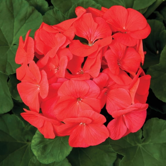 Pinto Premium Series Geranium Coral ~ 50 Seeds – Pelargonium x hortorum | 12-18" Upright Plants, 4-5" Blooms | Annual or Perennial | Heat & Drought Tolerant | Mixed Colors | Non-GMO