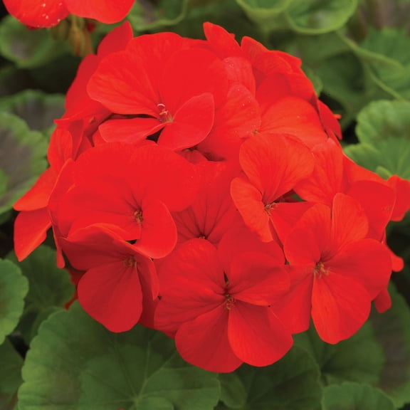 Pinto Premium Series Geranium Deep Scarlet ~ 10 Seeds – Pelargonium x hortorum | 12-18" Upright Plants, 4-5" Blooms | Annual or Perennial | Heat & Drought Tolerant | Mixed Colors | Non-GMO