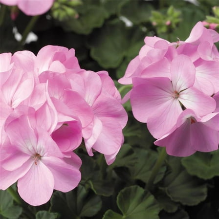 Pinto Premium Series Geranium Lavender ~ 50 Seeds – Pelargonium x hortorum | 12-18" Upright Plants, 4-5" Blooms | Annual or Perennial | Heat & Drought Tolerant | Mixed Colors | Non-GMO