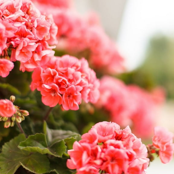 Pinto Premium Series Geranium Salmon Splash ~ 10 Seeds – Pelargonium x hortorum | 12-18" Upright Plants, 4-5" Blooms | Annual or Perennial | Heat & Drought Tolerant | Mixed Colors | Non-GMO