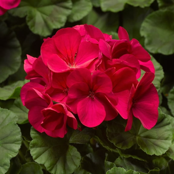 Pinto Premium Series Geranium Violet ~ 50 Seeds – Pelargonium x hortorum | 12-18" Upright Plants, 4-5" Blooms | Annual or Perennial | Heat & Drought Tolerant | Mixed Colors | Non-GMO