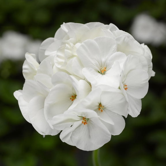 Pinto Premium Series Geranium White ~ 50 Seeds – Pelargonium x hortorum | 12-18" Upright Plants, 4-5" Blooms | Annual or Perennial | Heat & Drought Tolerant | Mixed Colors | Non-GMO