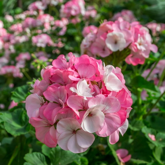 Pinto Premium Series Geranium White and Rose ~ 10 Seeds – Pelargonium x hortorum | 12-18" Upright Plants, 4-5" Blooms | Annual or Perennial | Heat & Drought Tolerant | Mixed Colors | Non-GMO