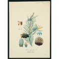 thumbnail image 1 of Pinus Sylvestris, Scots Pine Poster Print By Mary Evans Natural History Museum (18 X 24), 1 of 3