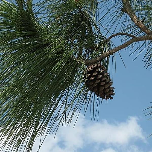 Pinus palustris (Longleaf Pine) Tree Seed by MySeeds.Co, You Choose The