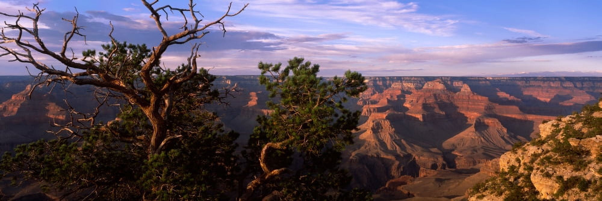 Pinyon Pine on rim trail South Rim Grand Canyon National Park Arizona USA Canvas Art - Panoramic Images (27 x 9)