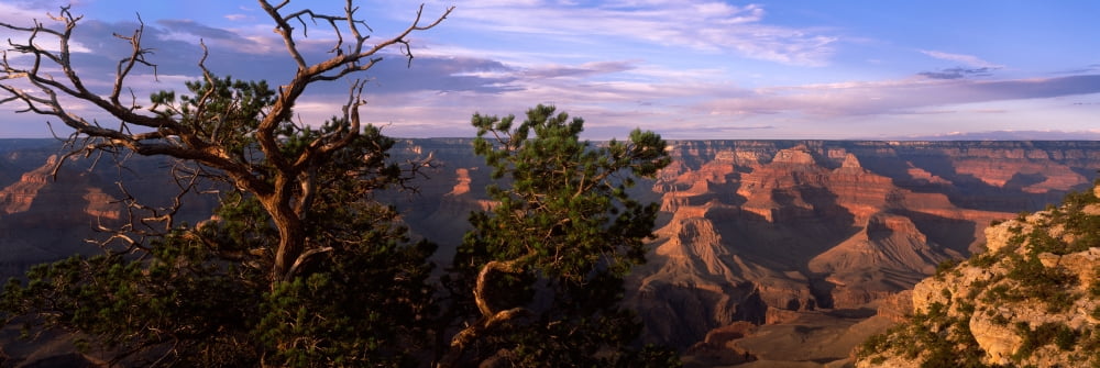 Pinyon Pine on rim trail South Rim Grand Canyon National Park Arizona USA Canvas Art - Panoramic Images (36 x 12)
