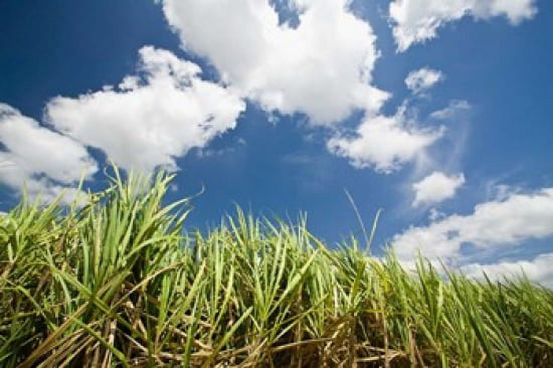 Pioneer Valley-Sugar Cane Field Marian Whitsunday Coast Queensland Canvas Art - Walter Bibikow DanitaDelimont (26 x 18)