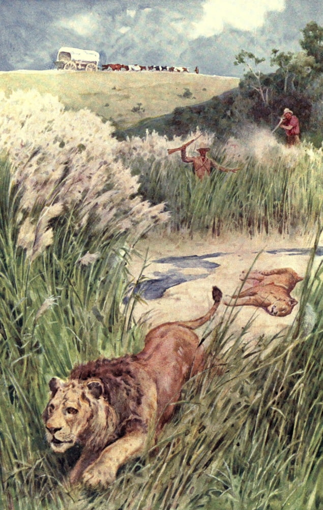 Pioneers in South Africa 1910 Boers shooting a lion & lioness Canvas Art - Walter Paget (18 x 24)