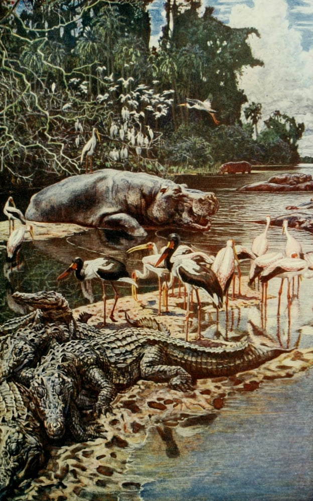 Pioneers of West Africa 1912 Hippos & crocodiles on the Gambia River Canvas Art - Sir Harry Johnston (18 x 24)