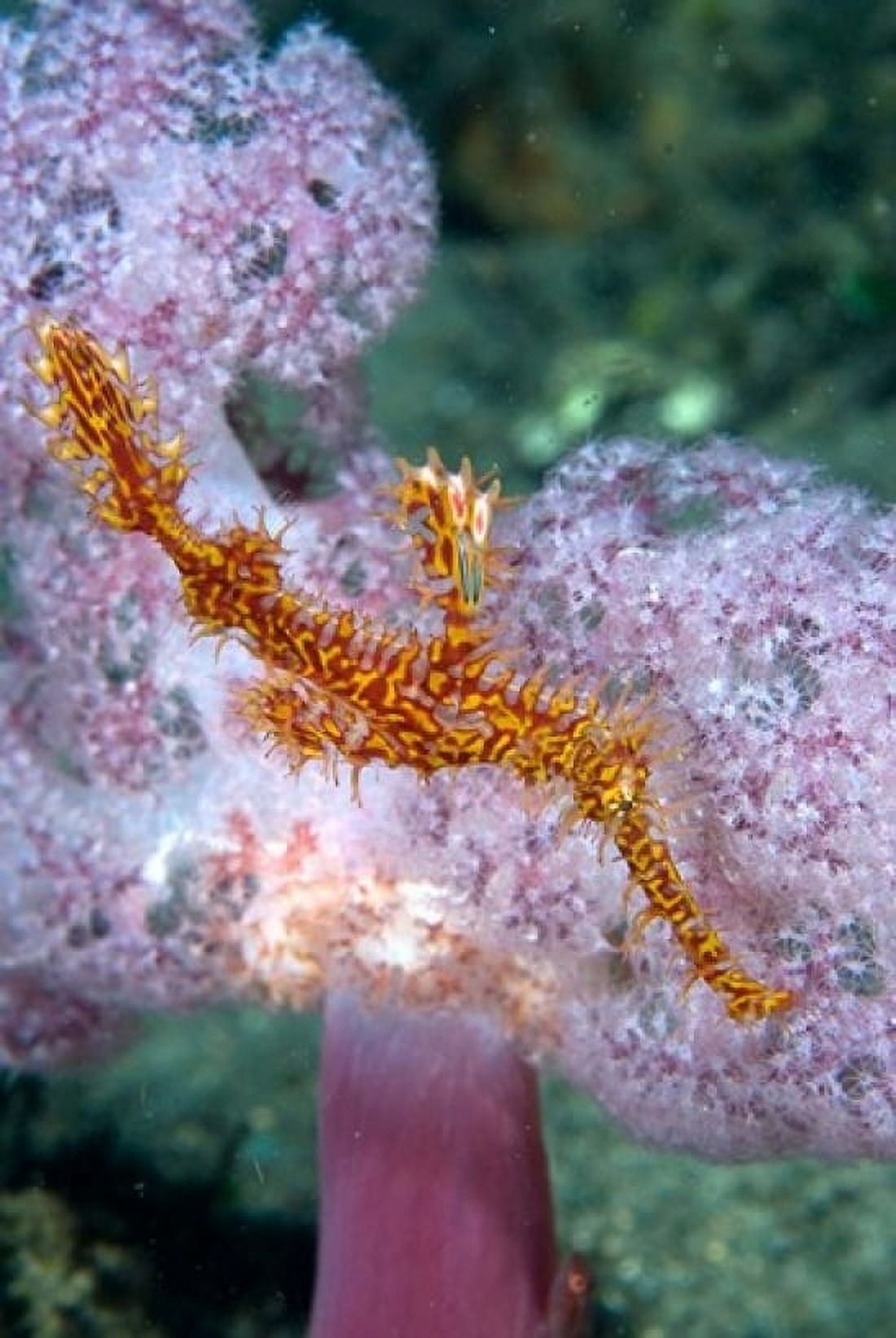 Pipe fish and coral Canvas Art - Jaynes Gallery DanitaDelimont (18 x 26)