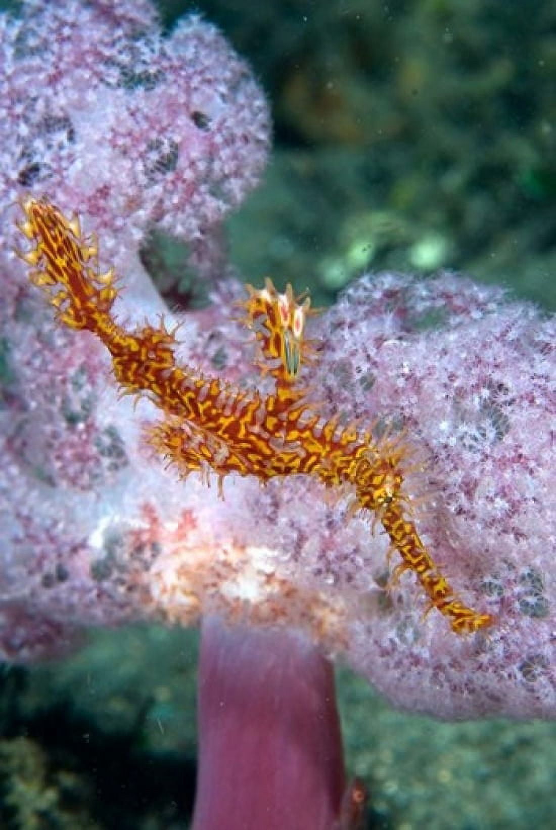 Pipe fish and coral Canvas Art - Jaynes Gallery DanitaDelimont (24 x 36)