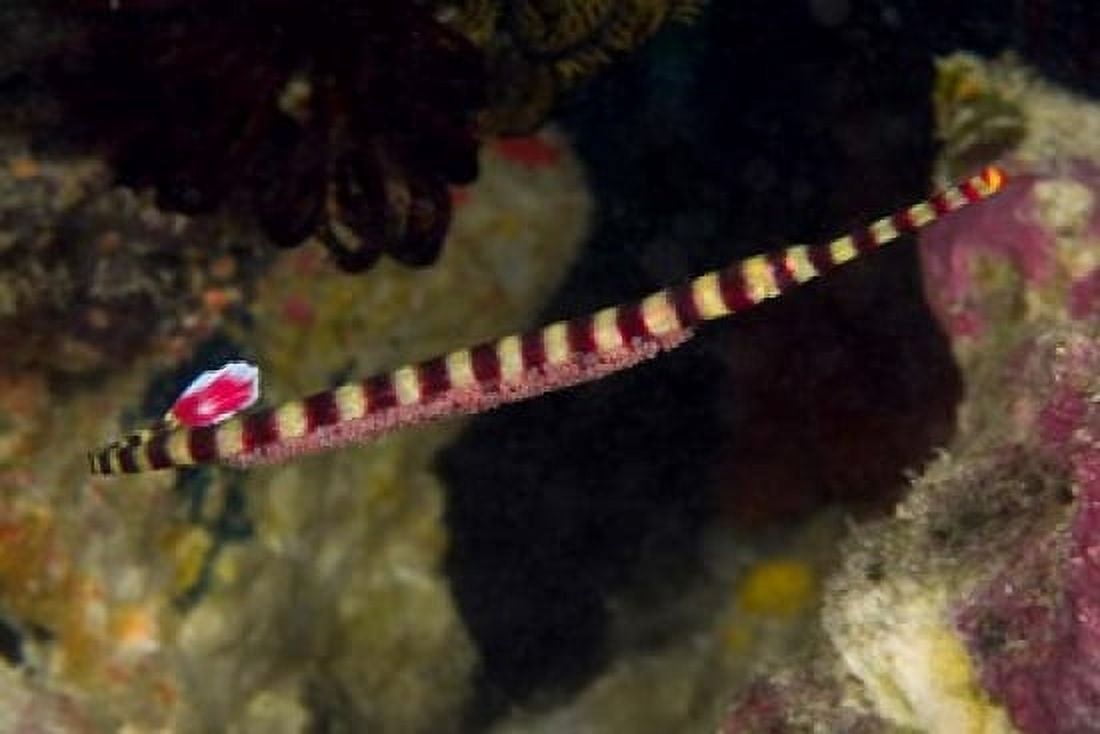 Pipefish Canvas Art - Jaynes Gallery  DanitaDelimont (26 x 18)