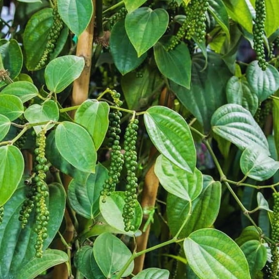 Piper Nigrum Plant, 3 to 6 Inc Tall, Black Pepper Plant Live, Live Pepper Plant, Black Pepper Well Rooted for Garden, Black Pepper Tree Live Plant