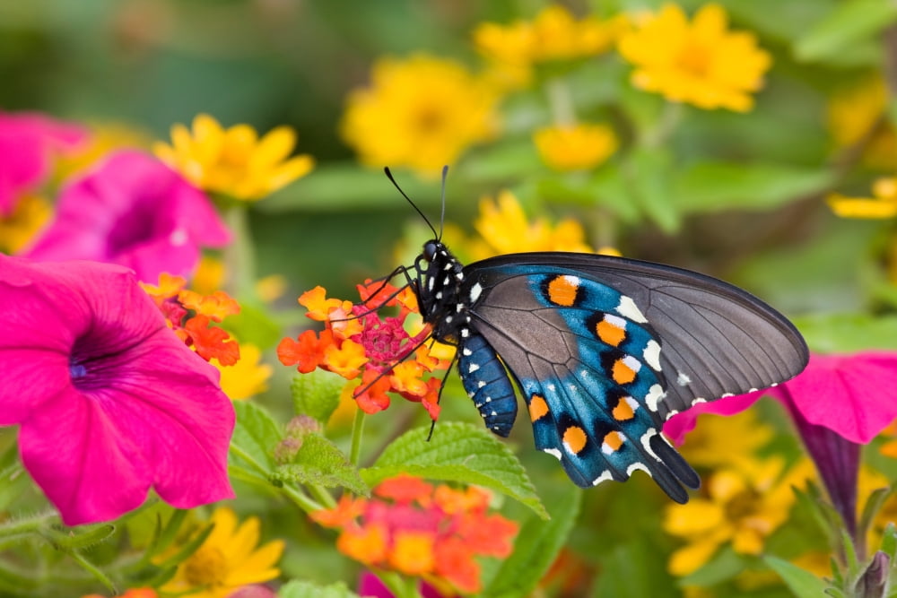 Pipevine Swallowtail (Battus philenor) pollinating Red Spread Lantana (Lantana camara) flowers in a garden Marion County Illinois USA Canvas Art - Panoramic Images (18 x 24)