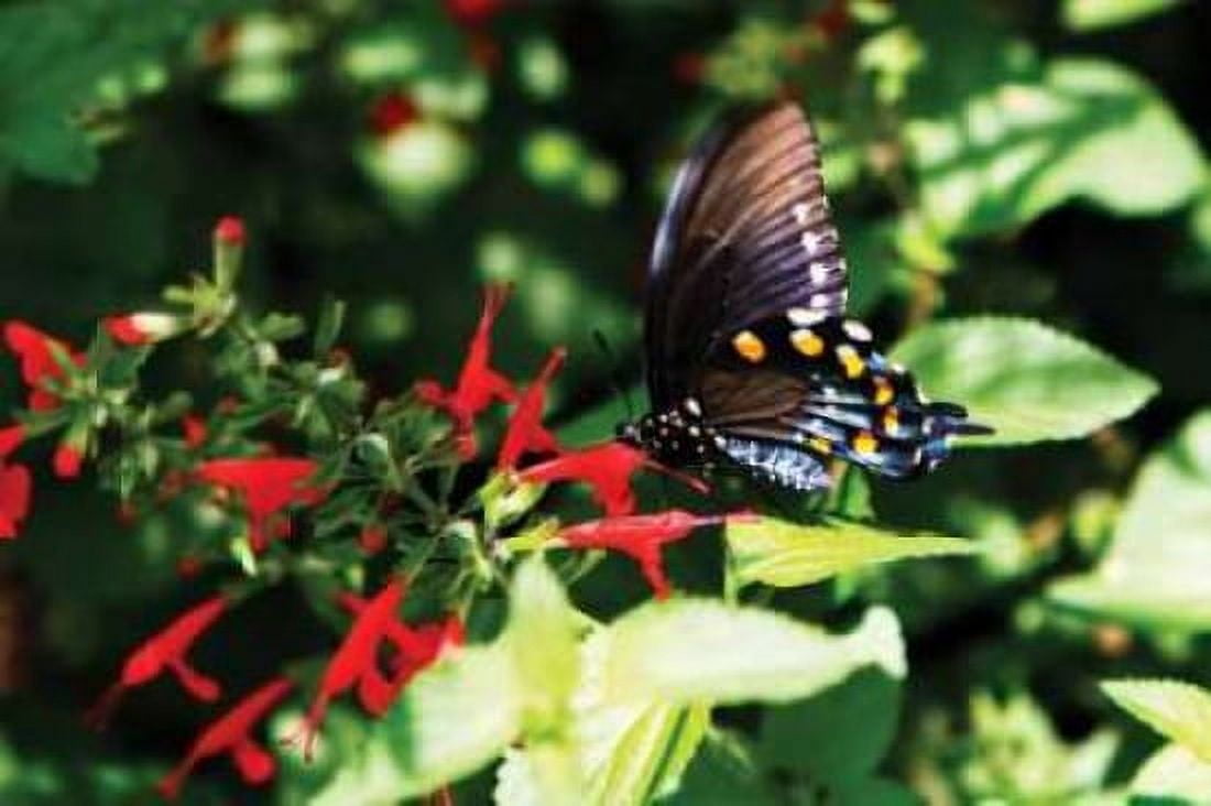 Pipevine Swallowtail Canvas Art - Alan Hausenflock (20 x 28)