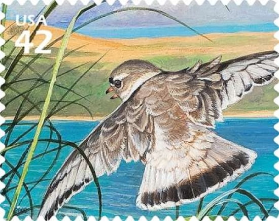 Piping Plover Canvas Art - US POSTAL SERVICE (24 x 30)