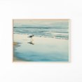 Plover Apps Piping Plover Wall Art Print, Coastal Seashore Bird Decor - Walmart.com