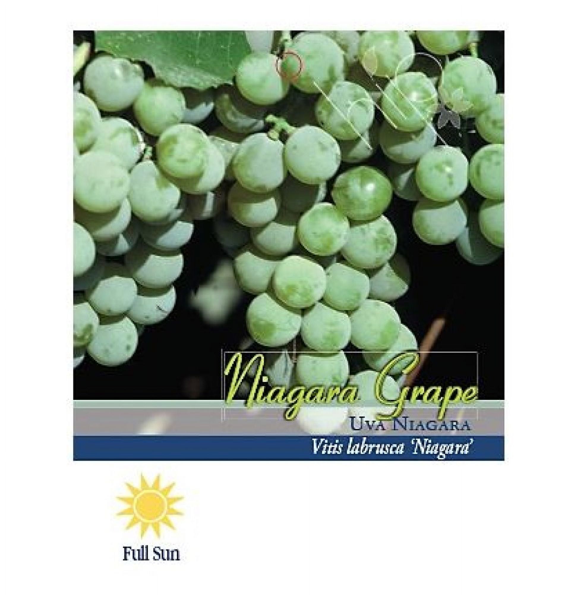 Pirtle Nursery 2048 Niagara Grape Vine Plant 2, 1.5 gal.