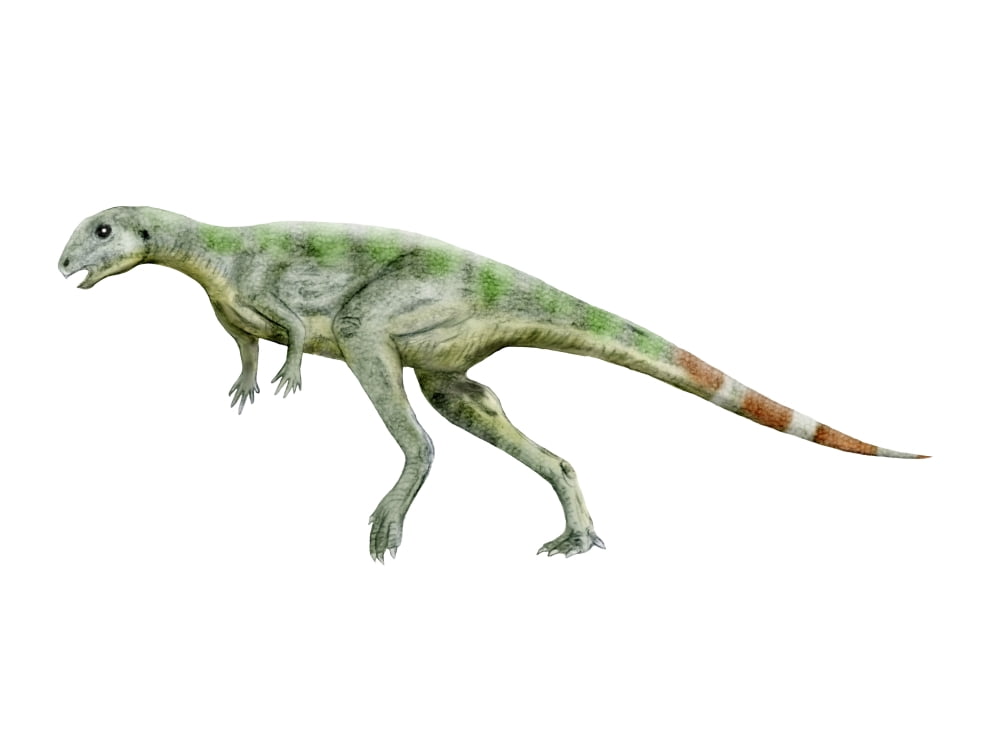 Pisanosaurus dinosaur Canvas Art - Nobumichi TamuraStocktrek Images (17 x 13)