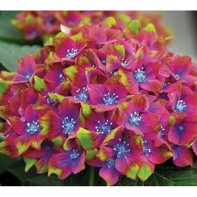 Pistachio Next Gen. Hydrangea - Live Plant - ( 1 QT )