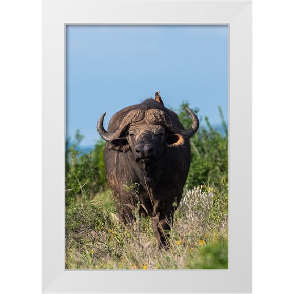 Pitamitz, Sergio 13x18 White Modern Wood Framed Museum Art Print Titled - Yellow-billed oxpecker-Buphagus africanus-on a Cape buffalo-Syncerus caffer-Tsavo-Kenya