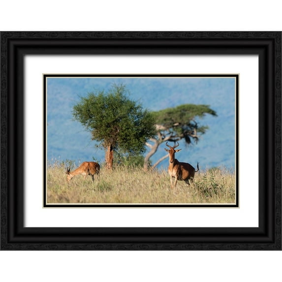 Pitamitz, Sergio 18x13 Black Ornate Wood Framed with Double Matting Museum Art Print Titled - Cokes hartebeest-Alcelaphus buselaphus cokii-with its calf-Lualenyi-Tsavo-Kenya